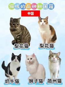 看毛发体型脸型性格，查血统证书，鉴定英短蓝猫纯度（帮我看看这是什么品种的猫）