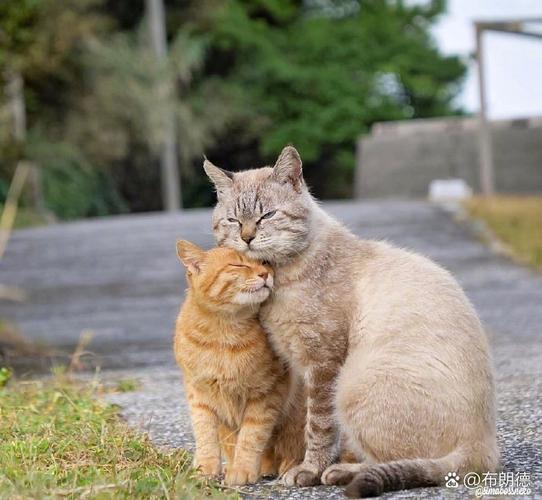 高冷猫?实为深情汉!(一只猫的深情) 高冷猫?实为深情汉!(一只猫的深情)
