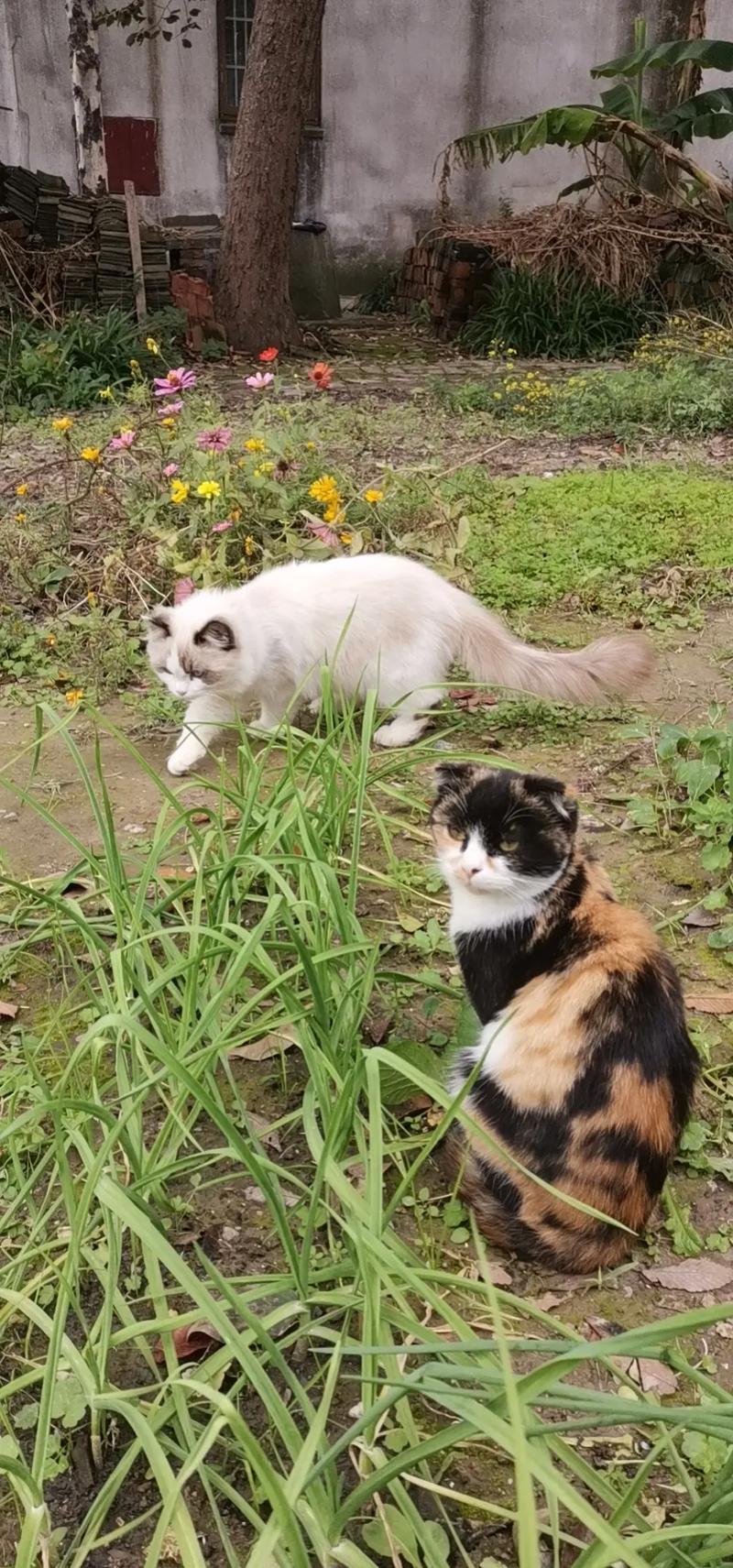 三花猫配布偶猫引争议,动保组织新规为健康!(三花猫跟布偶配种) 三花猫配布偶猫引争议,动保组织新规为健康!(三花猫跟布偶配种)