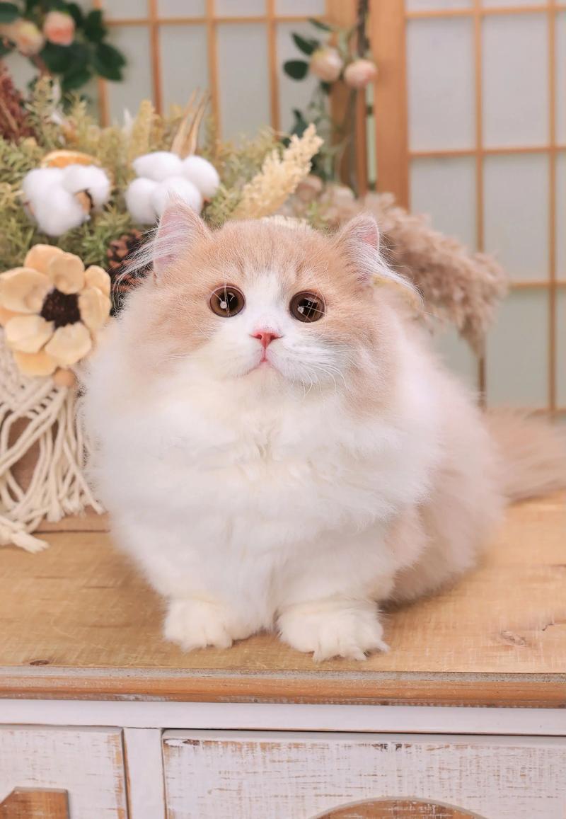 萌短腿,贵萌宠(成年拿破仑猫图片) 萌短腿,贵萌宠(成年拿破仑猫图片)
