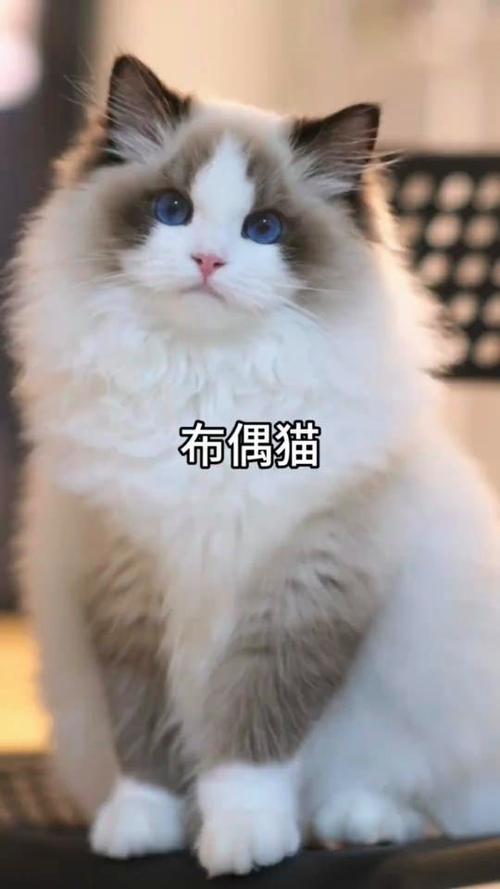 布偶猫几月绝育好?健康性格都要看!(布偶猫母猫多大绝育) 布偶猫几月绝育好?健康性格都要看!(布偶猫母猫多大绝育)