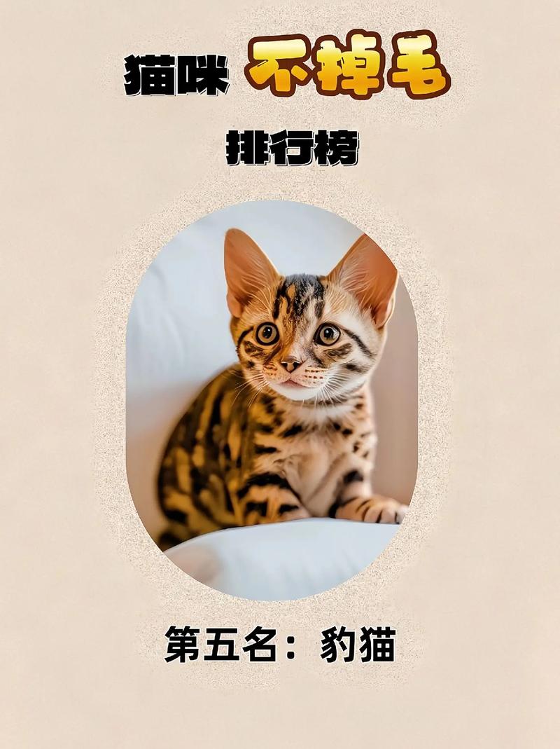 猫咪掉毛多？科学方法轻松应对！（猫怎么样才能不掉毛）