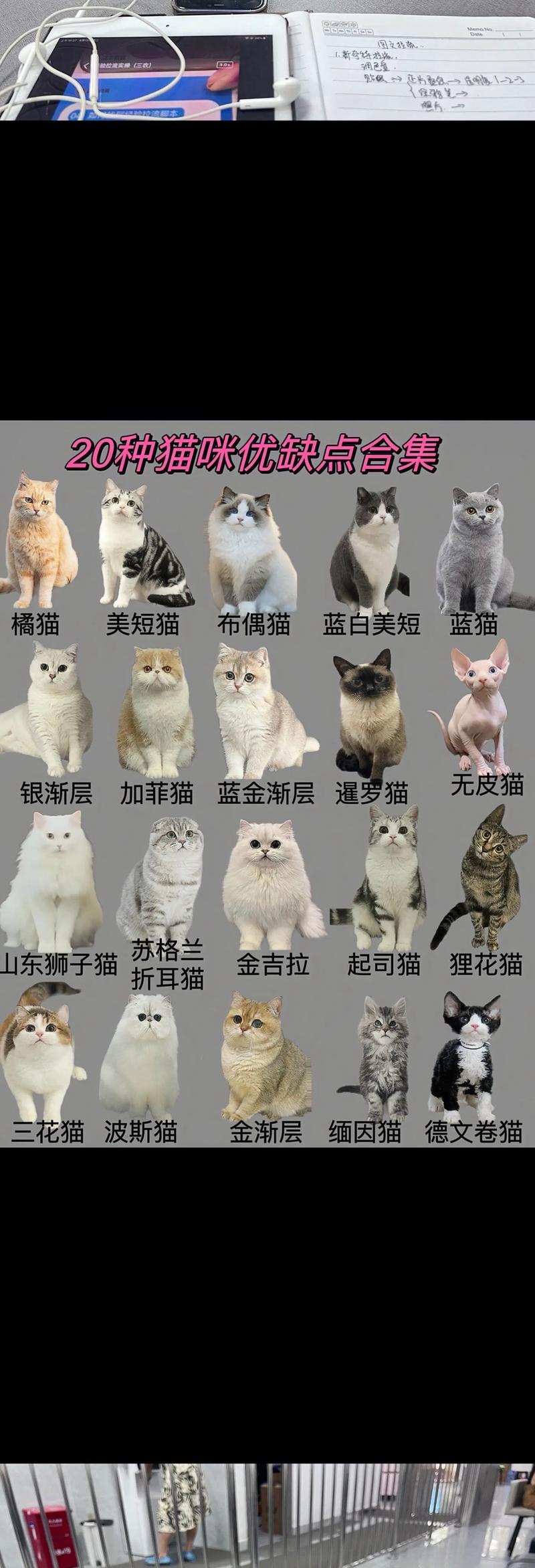 养羊和养猫差异大，需谨慎评估！（家里养羊可以养布偶猫吗）