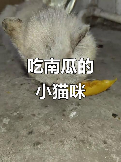 蒸南瓜泥养猫好,助消化补营养,别超量(小猫吃南瓜有什么好处) 蒸南瓜泥养猫好,助消化补营养,别超量(小猫吃南瓜有什么好处)