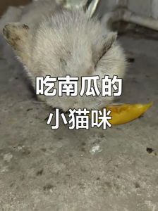 蒸南瓜泥养猫好，助消化补营养，别超量（小猫吃南瓜有什么好处）