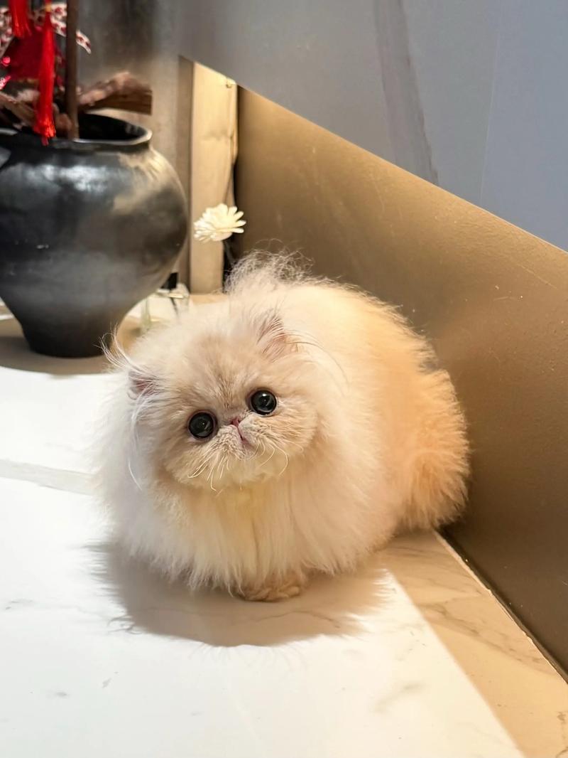 波斯猫温顺粘人,需细心打理,眼睛多样(波斯猫粘人吗) 波斯猫温顺粘人,需细心打理,眼睛多样(波斯猫粘人吗)