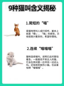 猫咪懂语气，零食玩具助沟通（怎么和猫交流让它听懂）