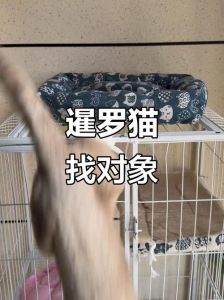 布偶与暹罗的优点结合（歇罗猫和布偶猫串图片）