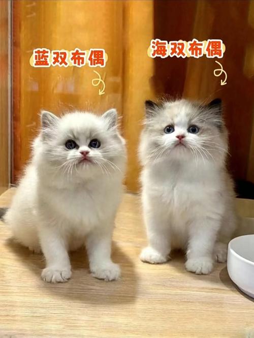 毛色性格大不同(蓝双布偶猫和海双布偶猫) 毛色性格大不同(蓝双布偶猫和海双布偶猫)