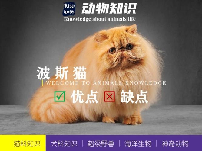 华丽温顺,需精心打理(波斯猫优点和缺点) 华丽温顺,需精心打理(波斯猫优点和缺点)