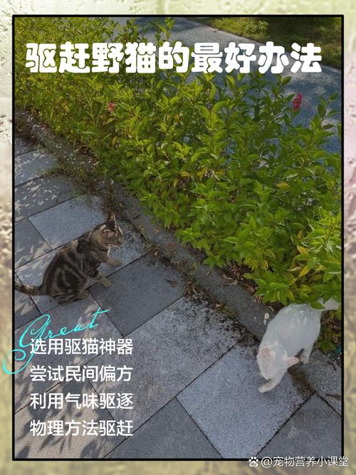 梦见野猫不安?赶不走恐难解(周公解梦梦见家里发现只野猫要赶走它) 梦见野猫不安?赶不走恐难解(周公解梦梦见家里发现只野猫要赶走它)