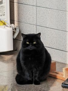 安全舒适助它安家（养玄猫有什么禁忌）