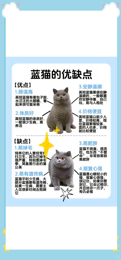 蓝猫串串猫价500-2000元,但基因不稳定易生病掉毛,购买需谨慎(蓝猫串串多少钱一只) 蓝猫串串猫价500-2000元,但基因不稳定易生病掉毛,购买需谨慎(蓝猫串串多少钱一只)