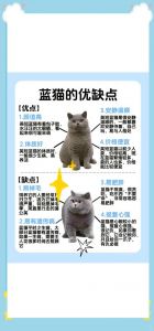蓝猫串串猫价500-2000元，但基因不稳定易生病掉毛，购买需谨慎（蓝猫串串多少钱一只）