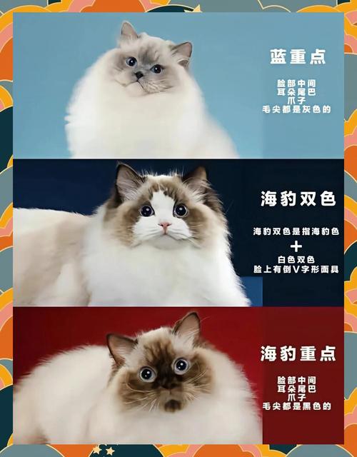 布偶猫会嫉妒?如何缓解它的占有欲(布偶猫嫉妒心强吗) 布偶猫会嫉妒?如何缓解它的占有欲(布偶猫嫉妒心强吗)