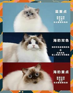 比布偶更丰富，温顺又调皮（新品种布偶为什么叫布履阑珊猫）