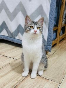 简州猫爪色多样，或显自然伪装，或寓吉祥寓意（简州猫的爪子颜色）