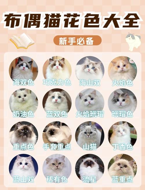 亲人食量大的家庭好宠(布偶猫属于什么档次的猫) 亲人食量大的家庭好宠(布偶猫属于什么档次的猫)