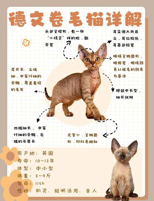 粘人爱陪伴的德文猫,适合有耐心细心的主人!(德文猫的优点和缺点) 粘人爱陪伴的德文猫,适合有耐心细心的主人!(德文猫的优点和缺点)
