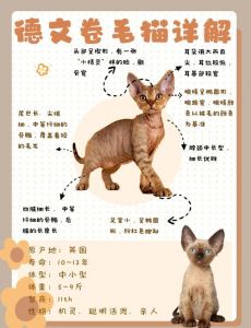 粘人爱陪伴的德文猫，适合有耐心细心的主人！（德文猫的优点和缺点）