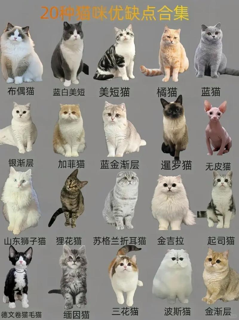 5岁猫咪退役收养正当时(品种猫种猫多大年龄退役) 5岁猫咪退役收养正当时(品种猫种猫多大年龄退役)