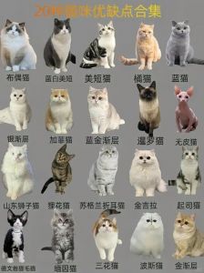 5岁猫咪退役收养正当时（品种猫种猫多大年龄退役）