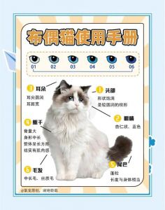 新布偶猫到家，角落静养，旧物安抚，耐心等它适应（1岁布偶猫换主人怎么养）