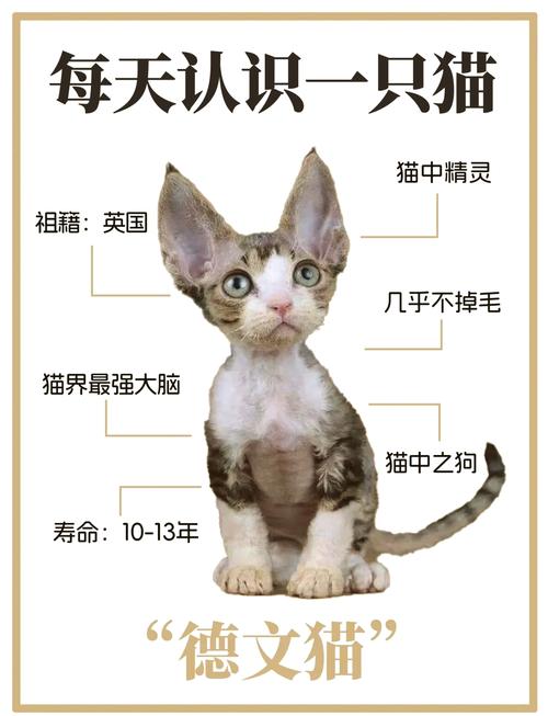 适合轻度过敏者,需细心照顾,价格昂贵(呃说一下德文卷毛猫的优缺点) 适合轻度过敏者,需细心照顾,价格昂贵(呃说一下德文卷毛猫的优缺点)