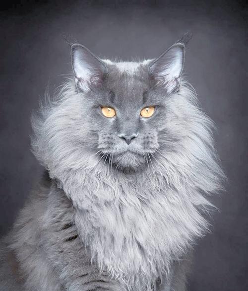 十种名贵猫咪独特魅力(十大最名贵的猫图片) 十种名贵猫咪独特魅力(十大最名贵的猫图片)