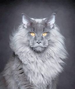 十种名贵猫咪独特魅力（十大最名贵的猫图片）