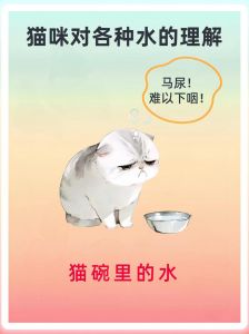 红薯水养猫好？适量喂，幼猫勿食！（猫喝红薯水的功效与作用）