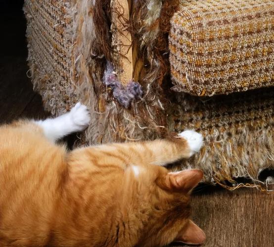 两只猫在家拆家正常吗?(两只猫在家会不会拆家) 两只猫在家拆家正常吗?(两只猫在家会不会拆家)