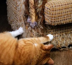 两只猫在家拆家正常吗？（两只猫在家会不会拆家）