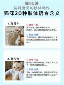 咕噜撒娇喵呜抗议（猫咪语言大全）