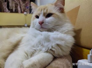 橘猫配布偶，基因颜值大融合（橘猫和布偶配出什么）