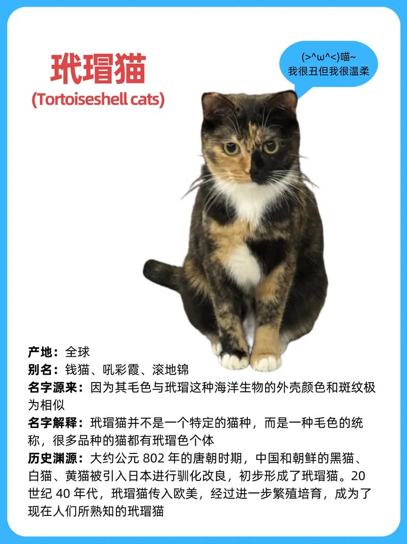烟玳瑁猫难养?不适合新手!(烟玳瑁猫一般人养不了) 烟玳瑁猫难养?不适合新手!(烟玳瑁猫一般人养不了)
