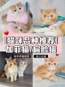 加菲猫布偶猫价格性格对比，选猫需谨慎（加菲猫贵还是布偶猫贵）