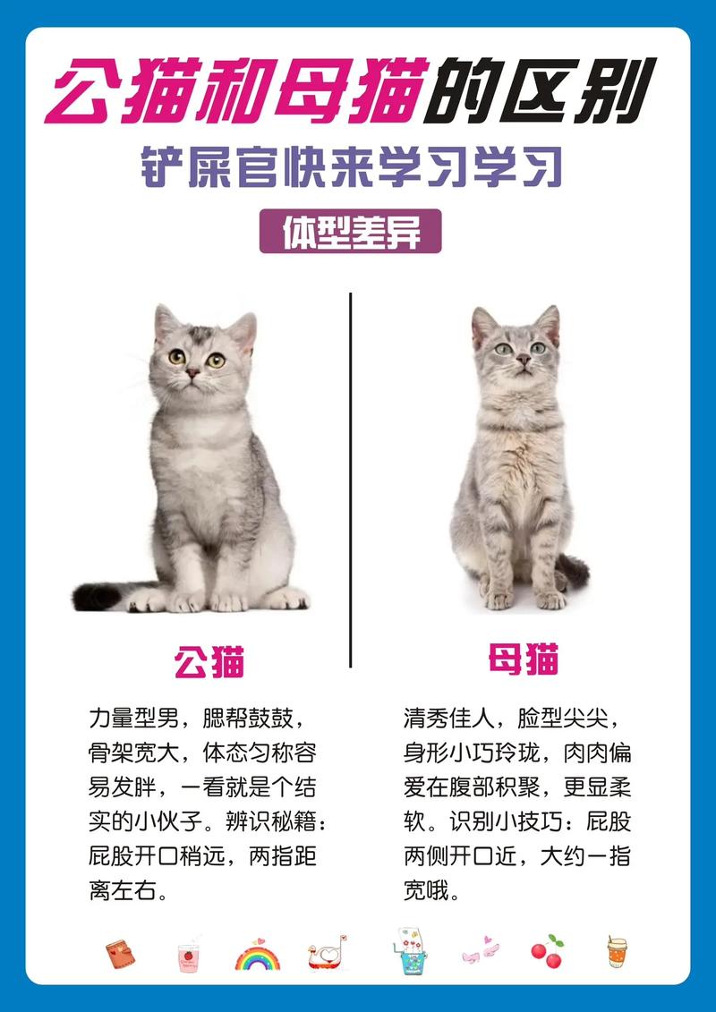 公母猫生殖特征区分,行为外貌帮判断家猫(怎么判断一只猫是不是家猫) 公母猫生殖特征区分,行为外貌帮判断家猫(怎么判断一只猫是不是家猫)