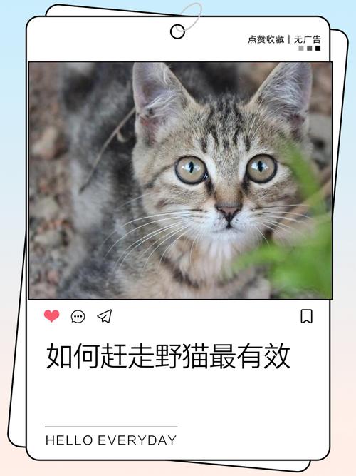 野猫常来?封食堵水,撒辣椒驱赶!(怎样让野猫不来小妙招) 野猫常来?封食堵水,撒辣椒驱赶!(怎样让野猫不来小妙招)