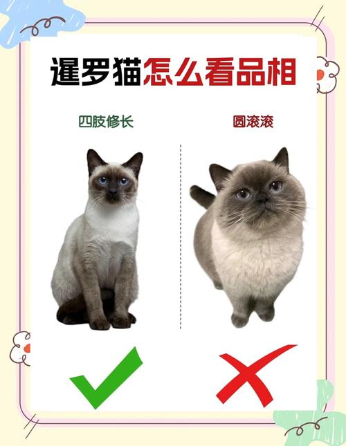 暹罗猫忠诚认主,像蓝宝石般依赖人(暹罗猫只认一个主人) 暹罗猫忠诚认主,像蓝宝石般依赖人(暹罗猫只认一个主人)