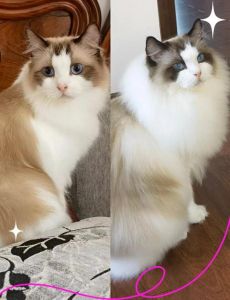 布偶猫油腻？（普通猫看布偶猫像什么）