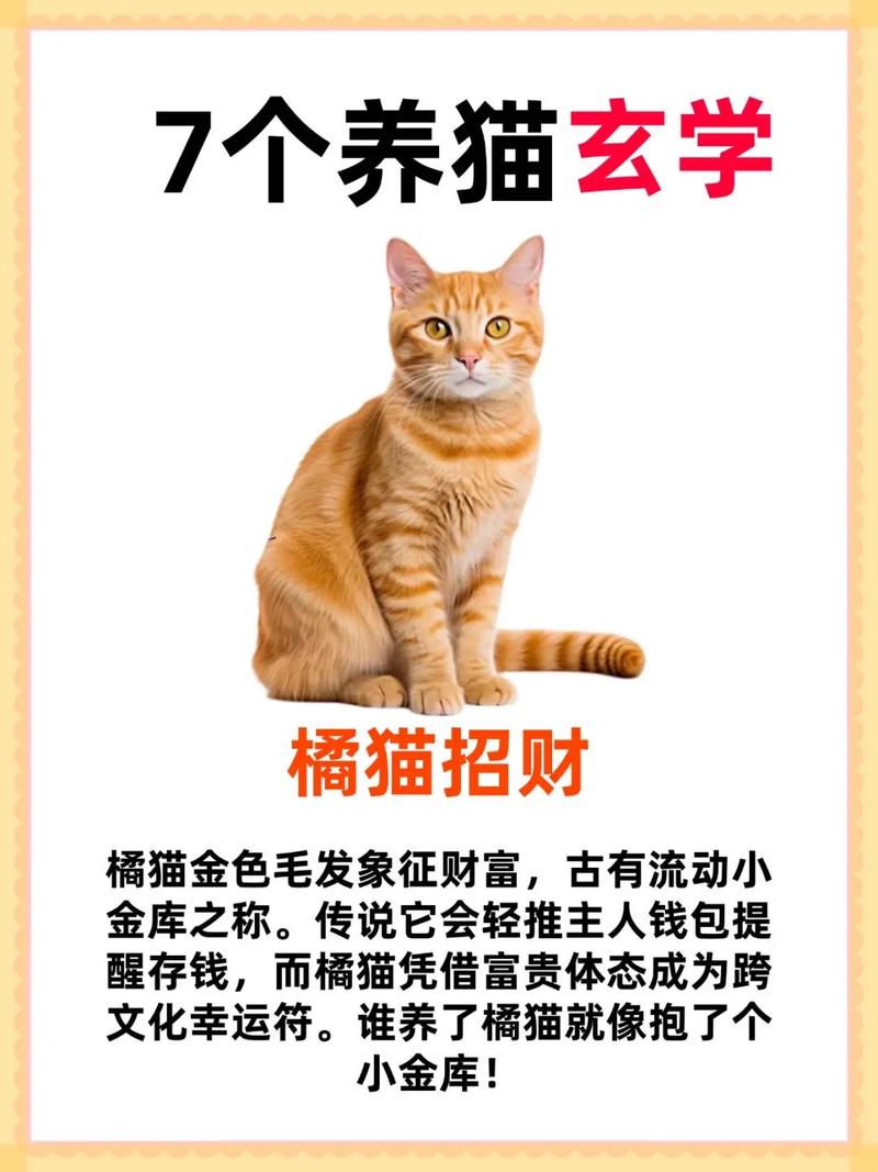清洁饮食温柔教育,健康陪伴不独处(养橘猫十大忌讳) 清洁饮食温柔教育,健康陪伴不独处(养橘猫十大忌讳)