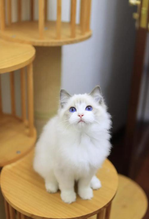 大猫伴侣,温顺粘人,好养又安静(布偶猫大) 大猫伴侣,温顺粘人,好养又安静(布偶猫大)