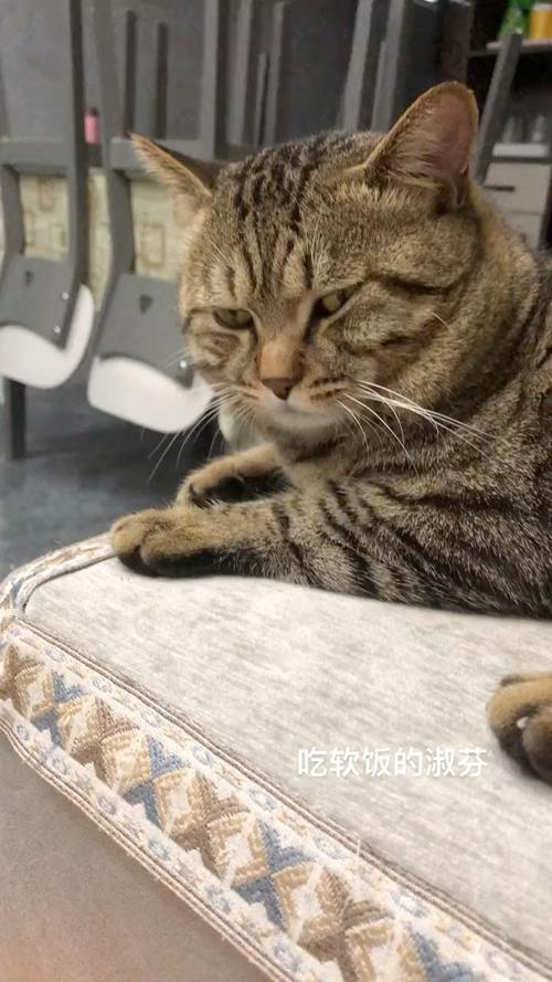 猫咪行为看不起?主人心态放轻松!(猫看不起主人的表现) 猫咪行为看不起?主人心态放轻松!(猫看不起主人的表现)