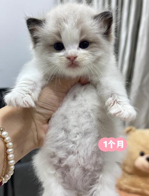 萌变优雅(1-8个月的布偶猫对比照) 萌变优雅(1-8个月的布偶猫对比照)