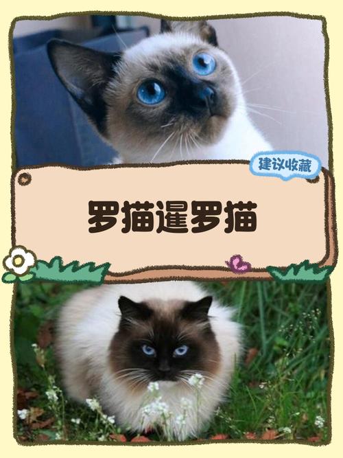 暹罗猫亲人易养但需多陪伴(新手养暹罗猫好养吗) 暹罗猫亲人易养但需多陪伴(新手养暹罗猫好养吗)