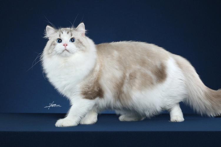 纯种海山布偶猫价格差异大,5000元至5万元不等(纯种海山双布偶猫多少钱) 纯种海山布偶猫价格差异大,5000元至5万元不等(纯种海山双布偶猫多少钱)