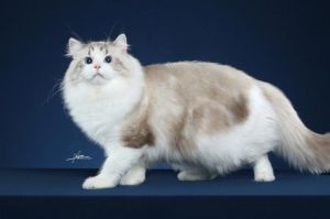纯种海山布偶猫价格差异大，5000元至5万元不等（纯种海山双布偶猫多少钱）