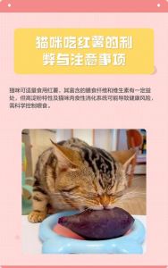 红薯可适量喂猫助消化，但需煮熟无调料，每周别超两次（红薯猫吃怎么样）