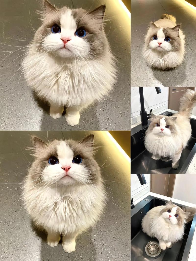 布偶猫体型大性格温顺,是理想家庭伴侣(纯种布偶猫图片) 布偶猫体型大性格温顺,是理想家庭伴侣(纯种布偶猫图片)